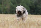 TERRIER DU TIBET 017